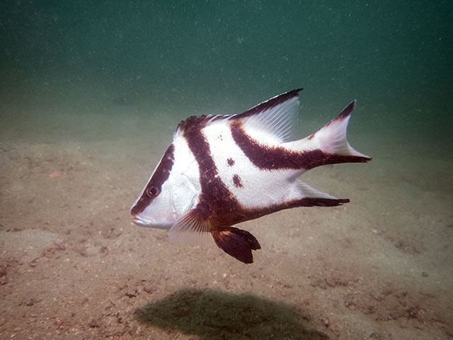 Lutjanus sebae