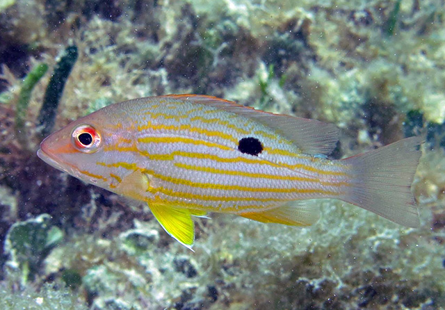 Lutjanus synagris