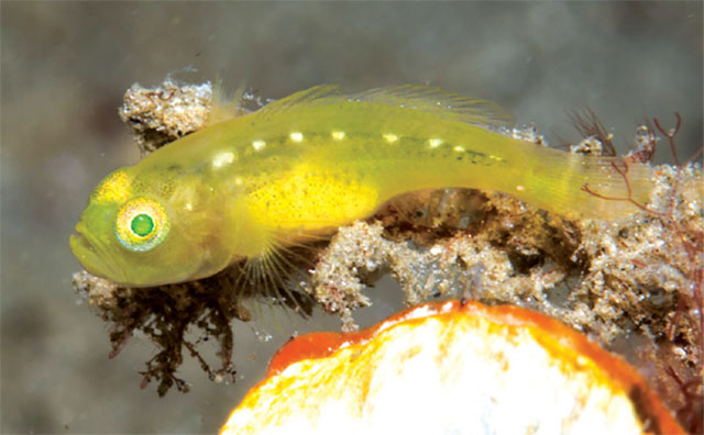 Lubricogobius tunicatus