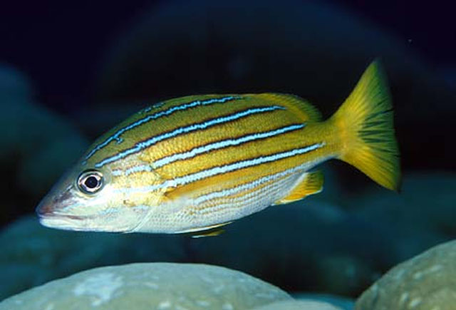 Lutjanus viridis