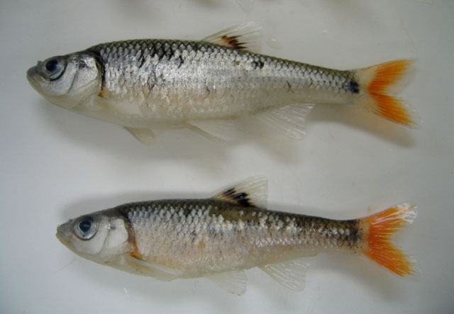 Coccotis zonistius