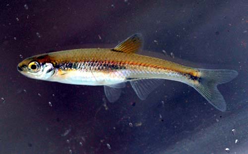 Lythrurus bellus