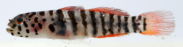 Lythrypnus crocodilus