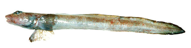 Lycodes diapterus