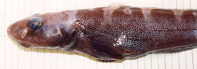 Lymca_f0.jpg