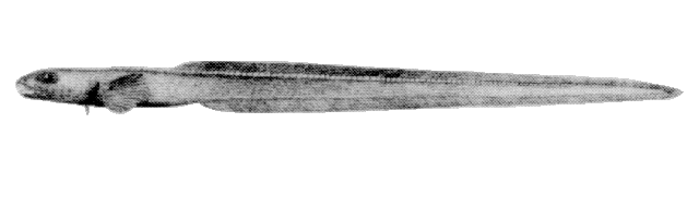 Lycodonus mirabilis