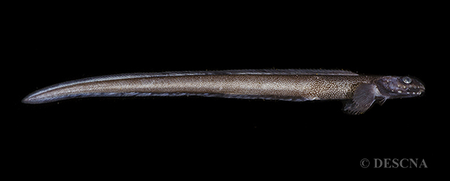 Lymur_u0.jpg