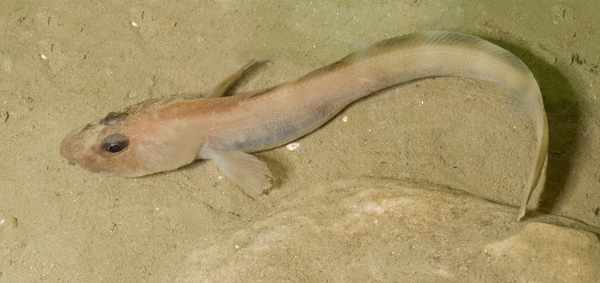 Lycodes pallidus