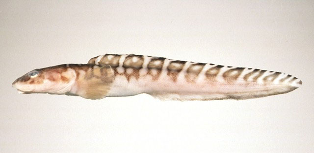 Lycodes tanakae