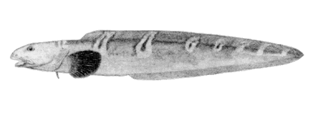 Lycodes vahlii