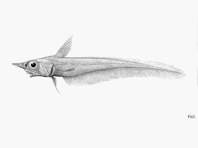 Mataeocephalus acipenserinus