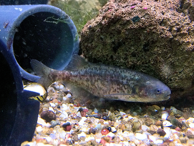 Marcusenius angolensis