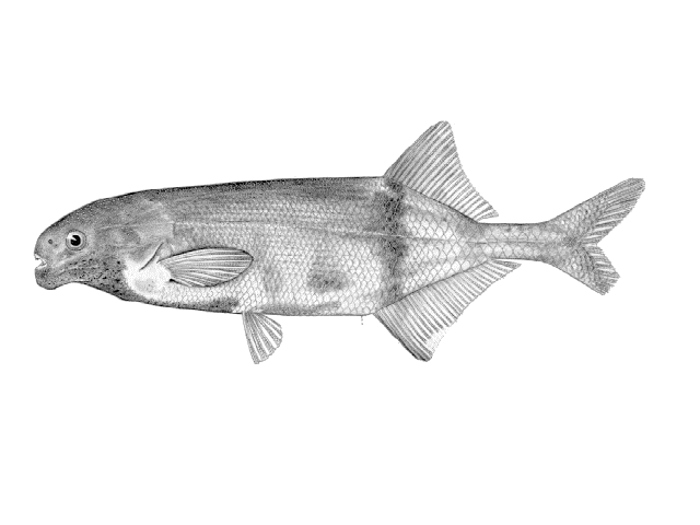 Marcusenius dundoensis