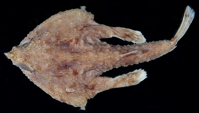 Malthopsis gigas