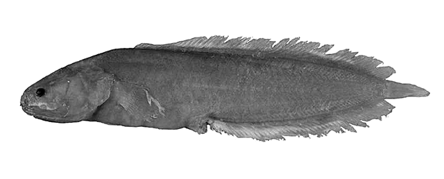Mascarenichthys heemstrai