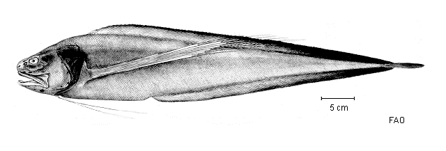 Mastigopterus imperator
