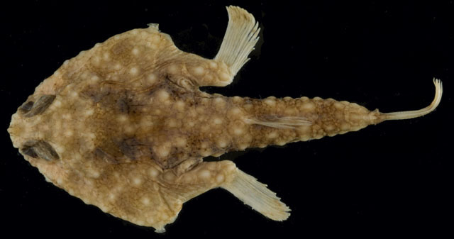 Malthopsis jordani