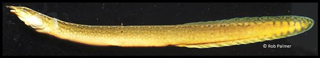 Mastacembelus liberiensis
