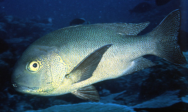 Macolor macularis