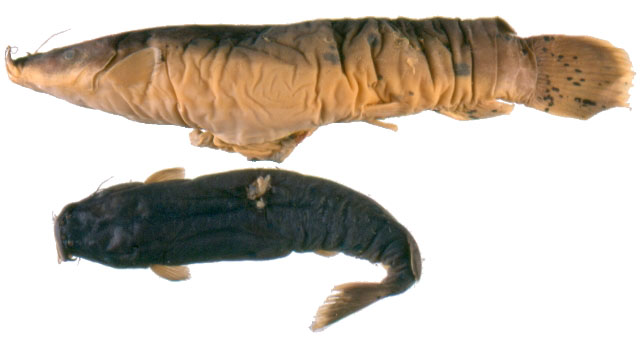 Malapterurus minjiriya