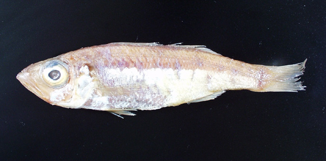 Malakichthys mochizuki