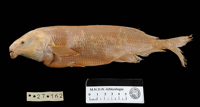 Marcusenius ntemensis