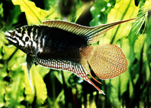 Macropodus ocellatus