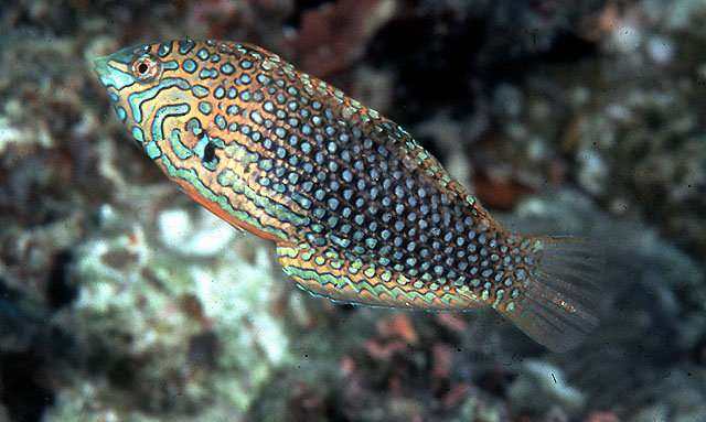 Macropharyngodon ornatus