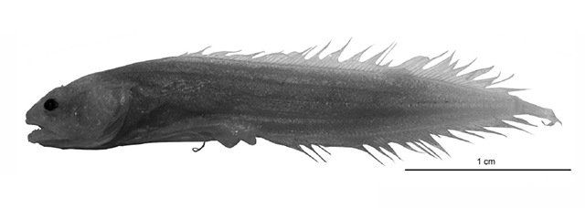 Mascarenichthys remotus