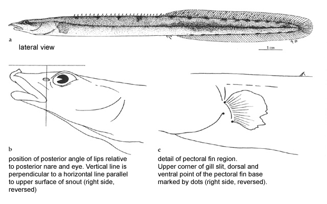 Mastacembelus shiloangoensis