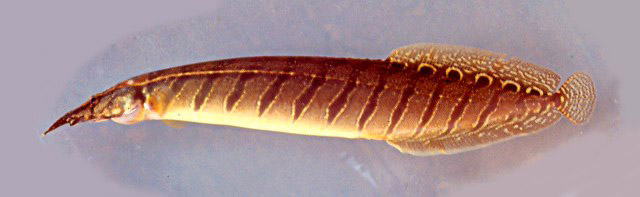 Macrognathus tapirus