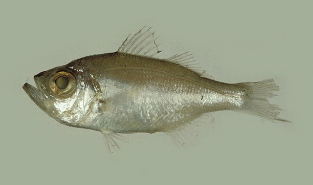 Malakichthys wakiyae