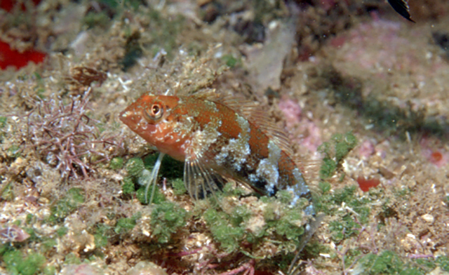 Malacoctenus zaluari