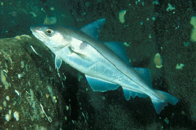 Melanogrammus aeglefinus
