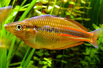 Melanotaenia affinis