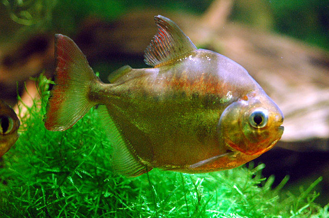 Metynnis altidorsalis