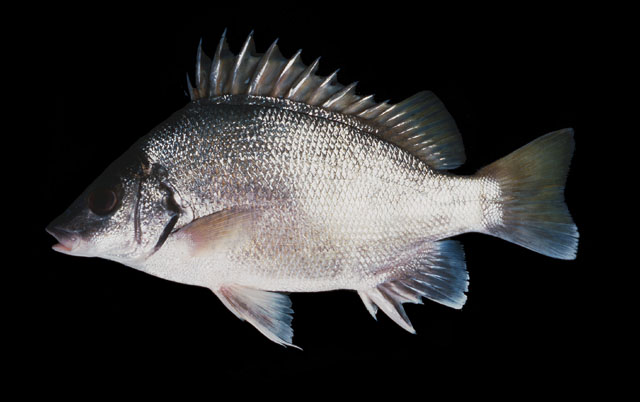 Mesopristes argenteus
