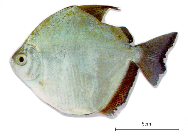 Metynnis argenteus