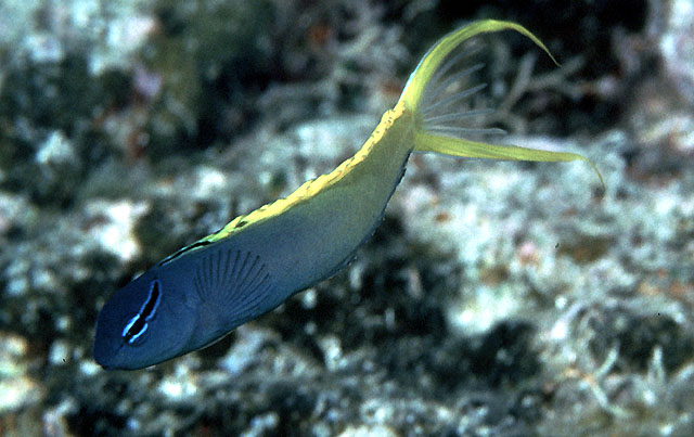 Meiacanthus atrodorsalis
