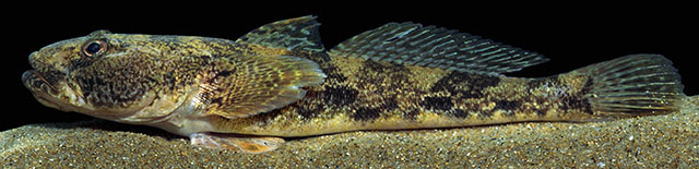 Mesogobius batrachocephalus