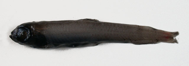 Melanolagus bericoides