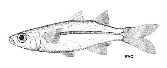 Menidia colei