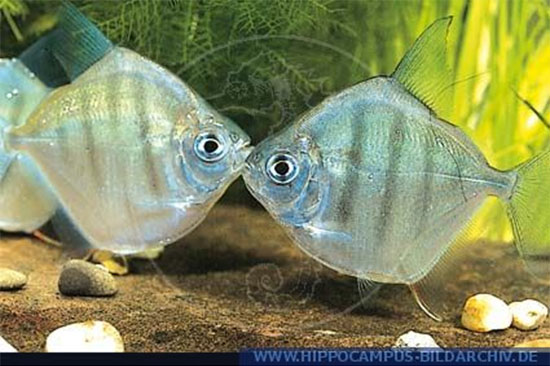 Metynnis fasciatus