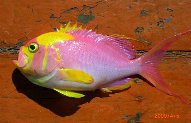 Meganthias filiferus