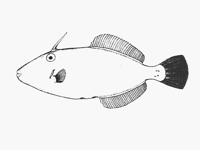 Meuschenia flavolineata