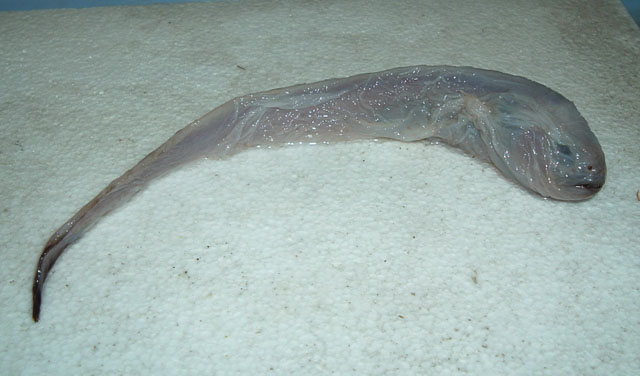 Melanostigma gelatinosum