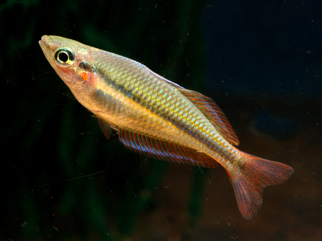 Melanotaenia goldiei