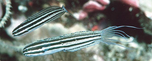 Meiacanthus limbatus