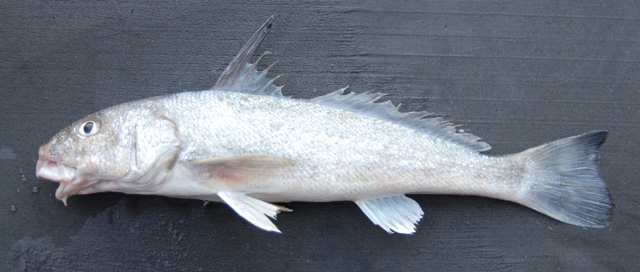 Menticirrhus littoralis