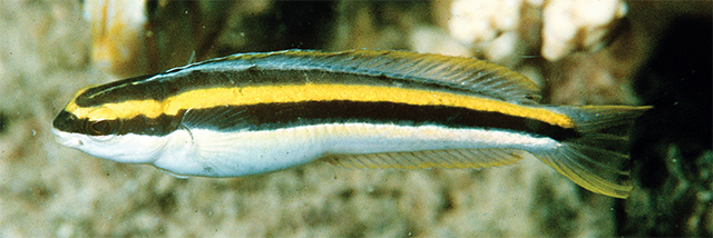 Meiacanthus luteus